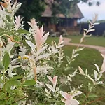 Koliba Brezova Suma Covic Polje
